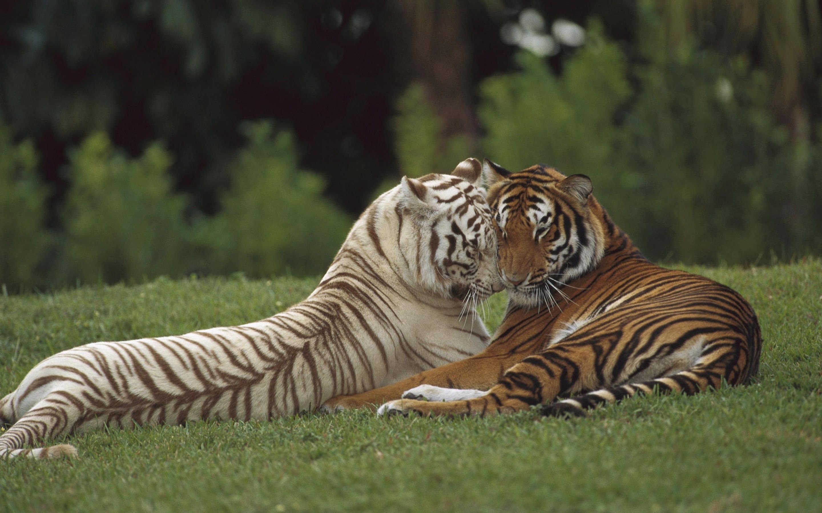 Two Tigers