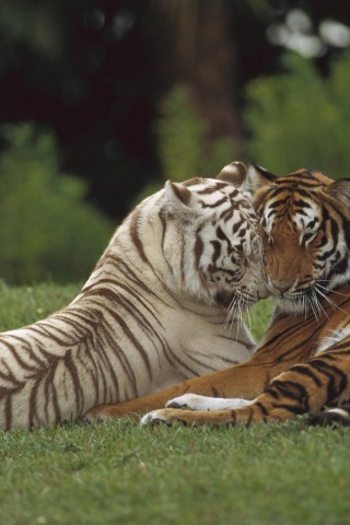 Two Tigers