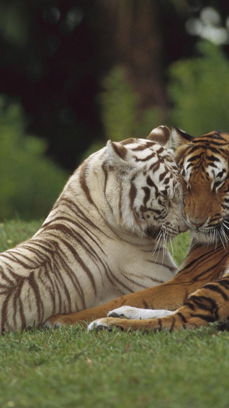 Two Tigers