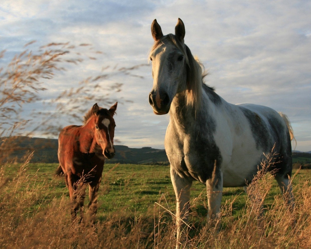 Twoo Horses