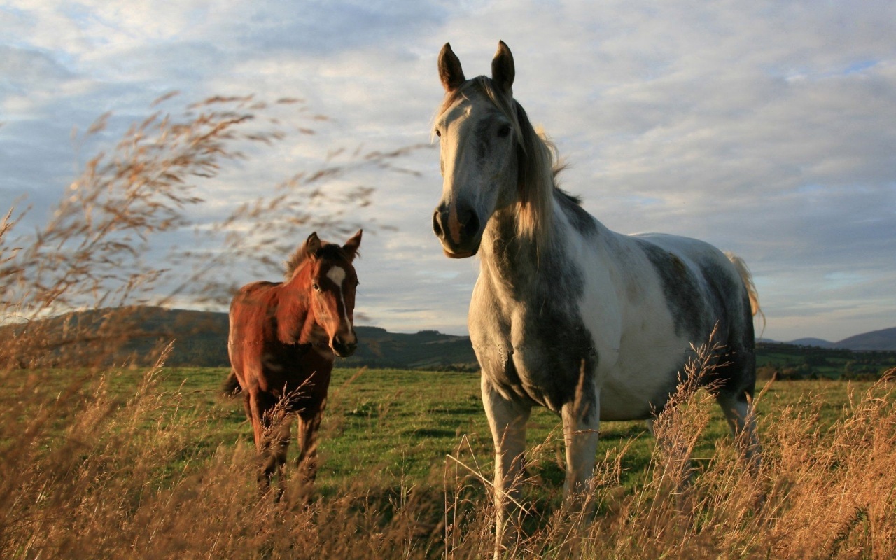 Twoo Horses