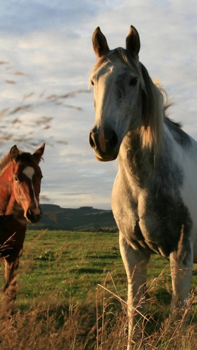 Twoo Horses