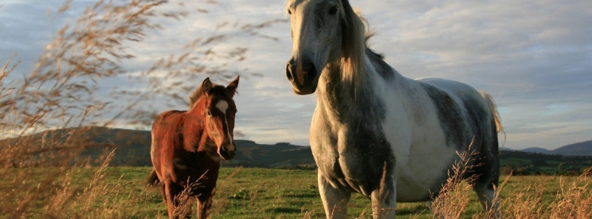 Twoo Horses