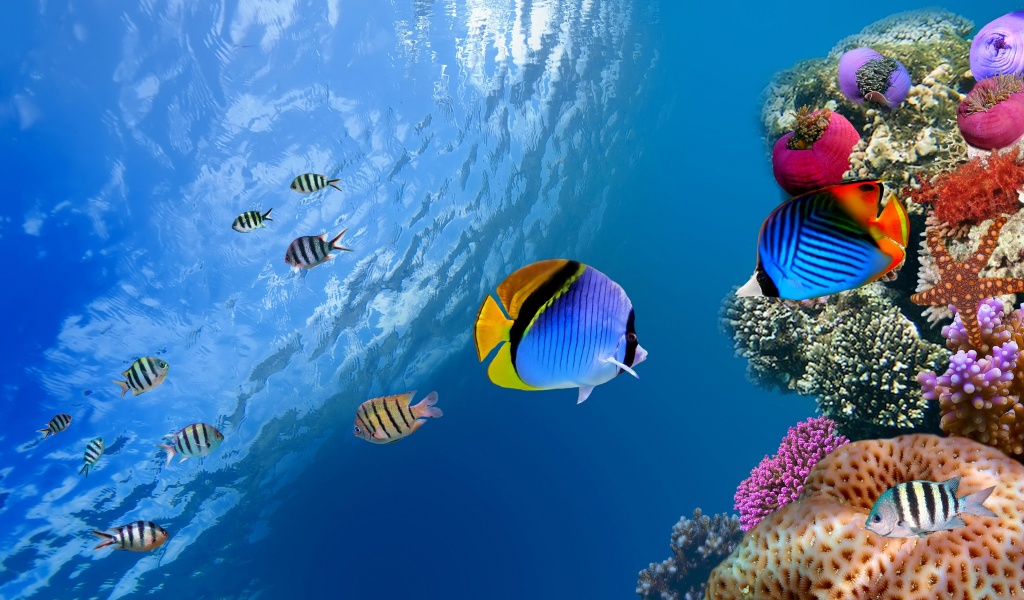 Underwater Coral Fishes