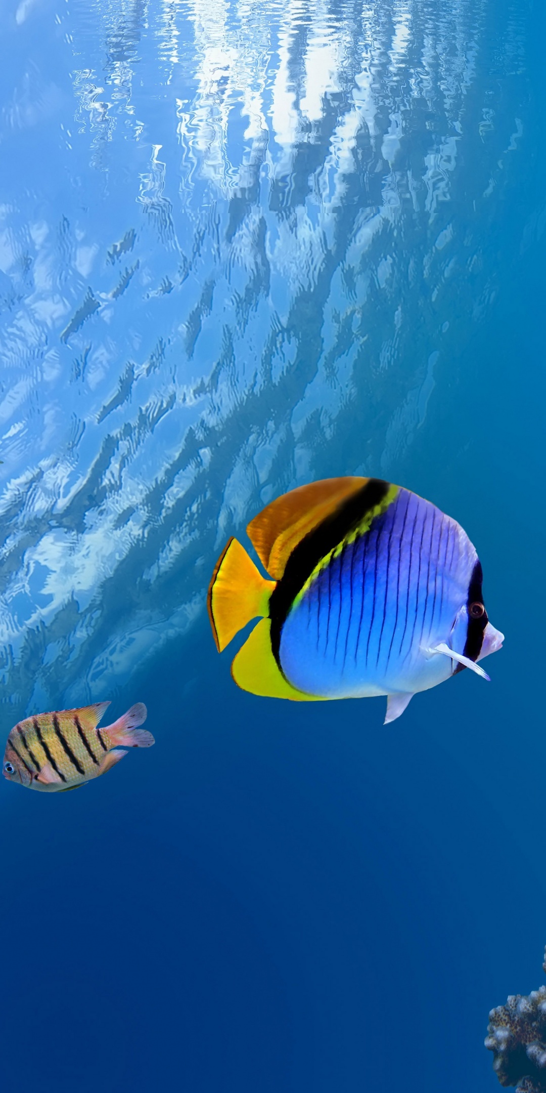 Underwater Coral Fishes