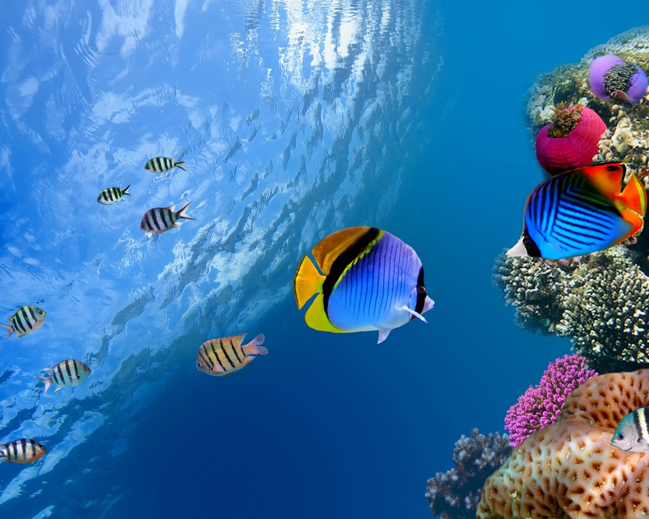 Underwater Coral Fishes