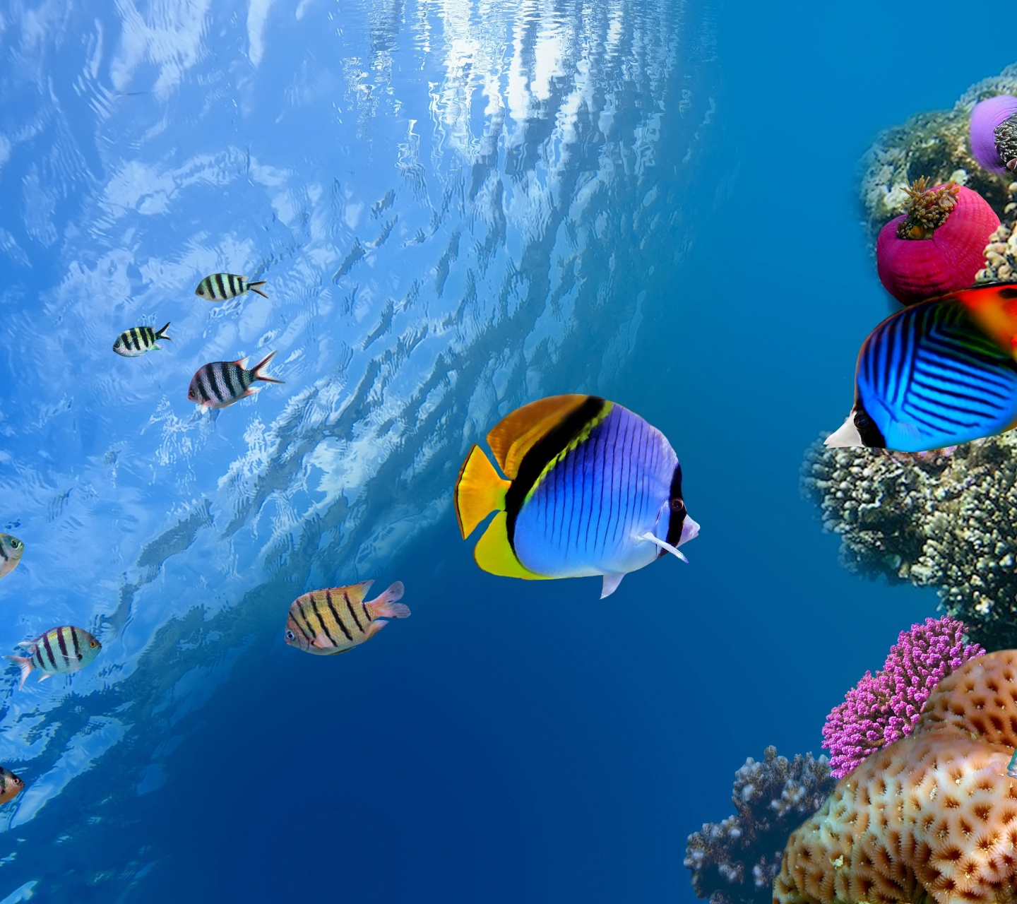 Underwater Coral Fishes