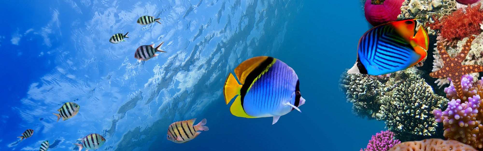 Underwater Coral Fishes