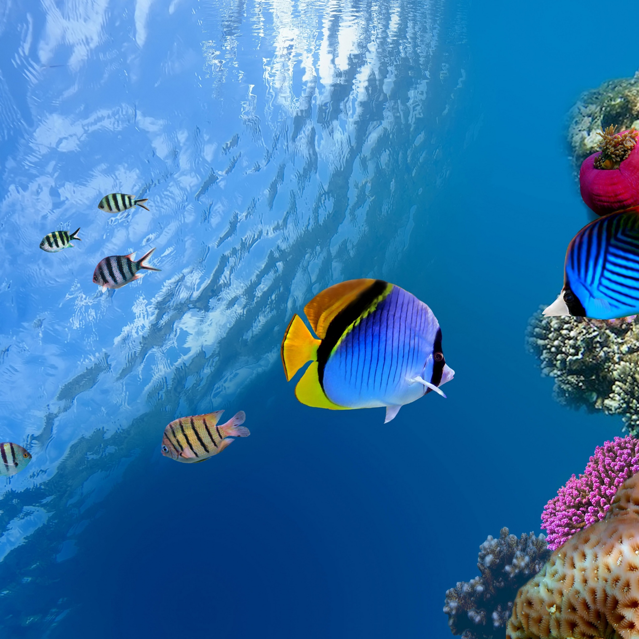 Underwater Coral Fishes