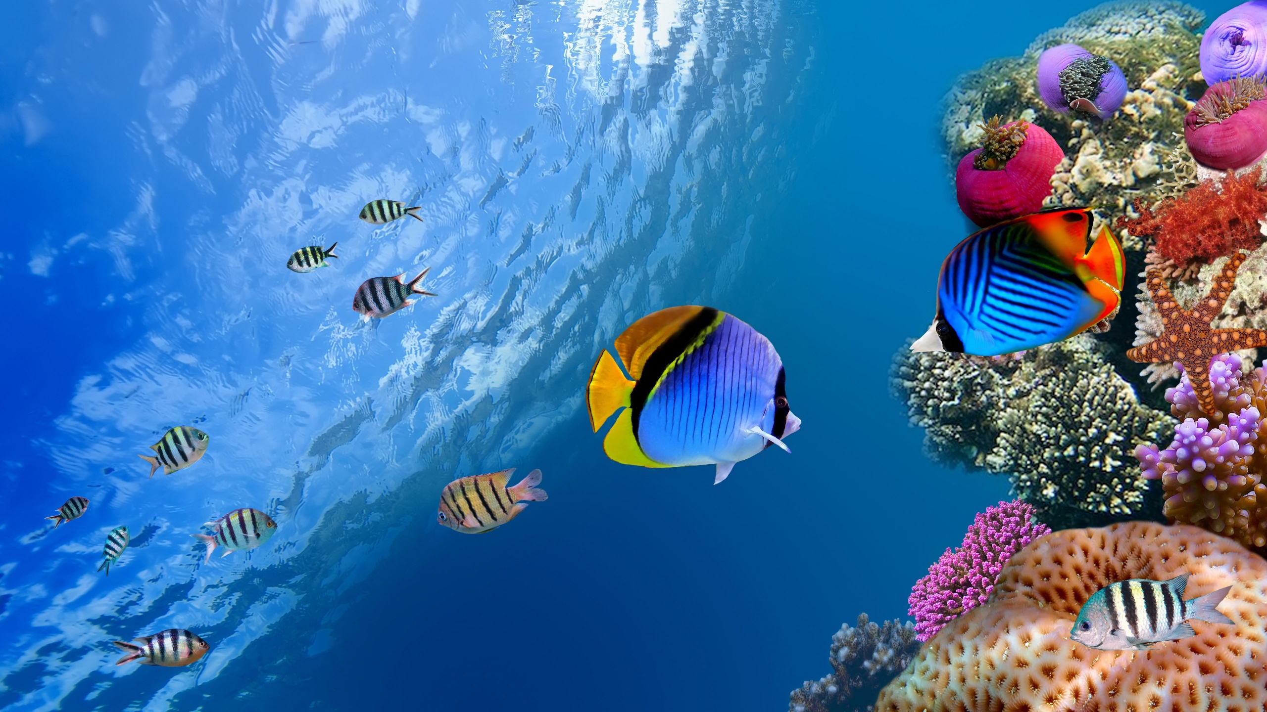 Underwater Coral Fishes