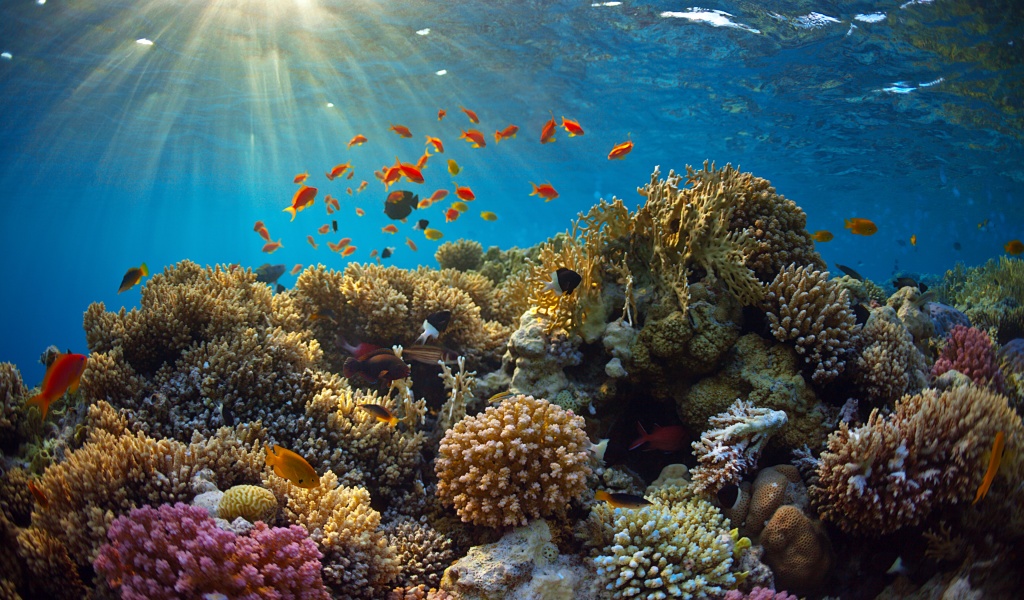 Underwater World Corals Fish Rays Of Light