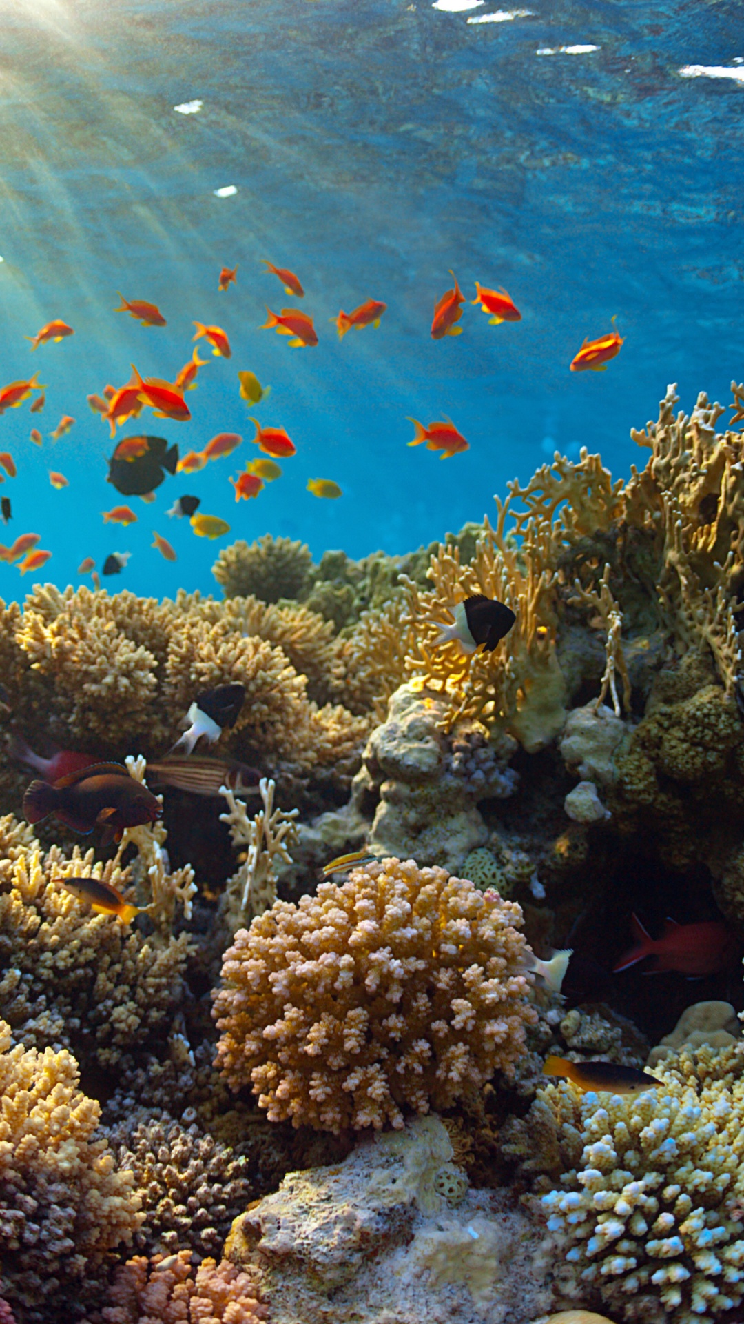 Underwater World Corals Fish Rays Of Light