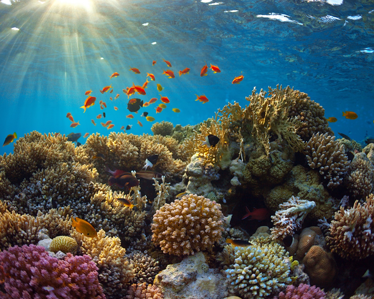 Underwater World Corals Fish Rays Of Light