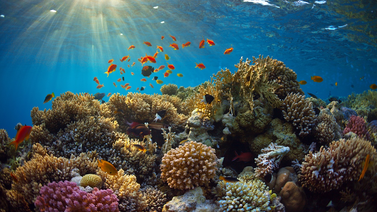 Underwater World Corals Fish Rays Of Light