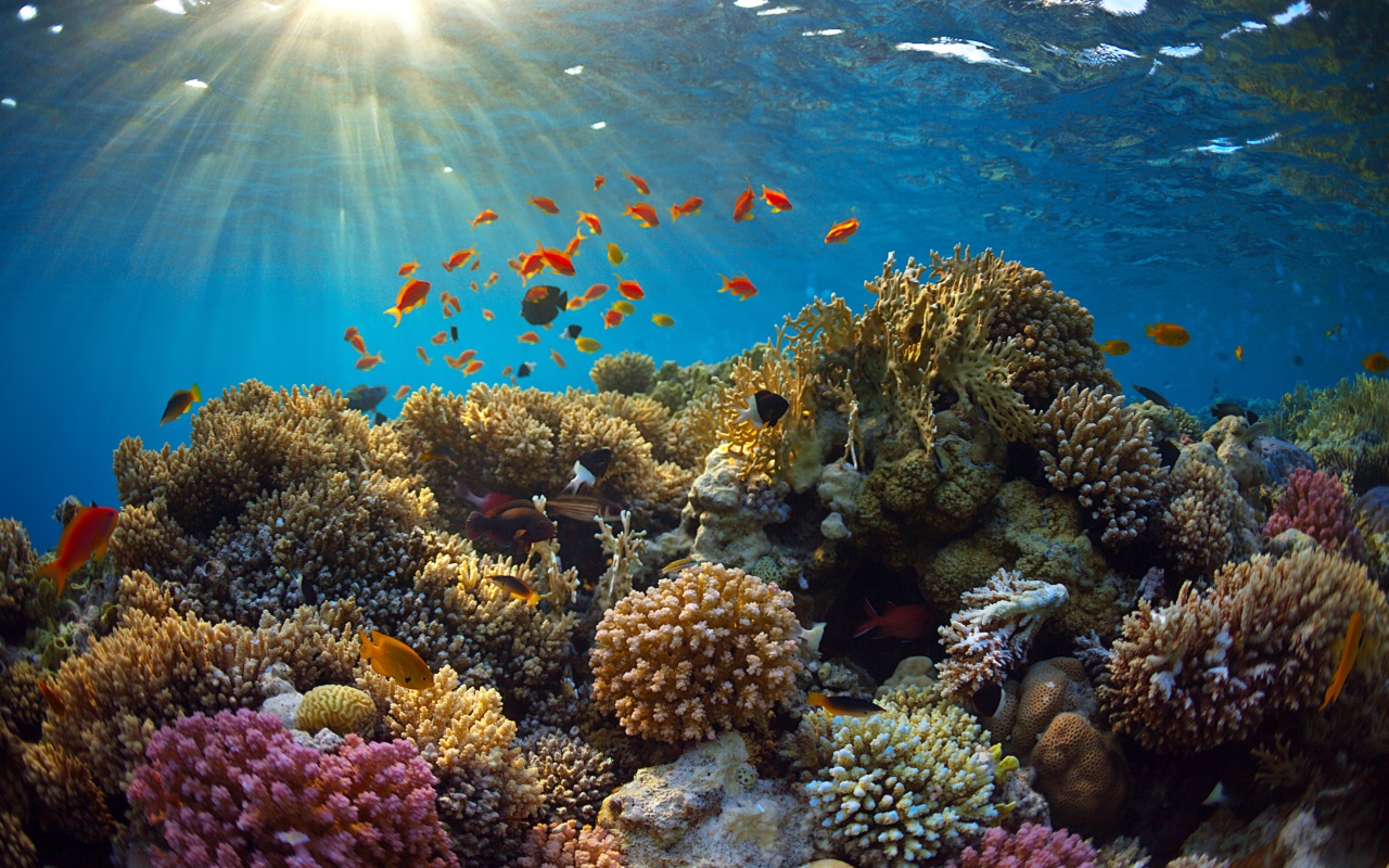 Underwater World Corals Fish Rays Of Light