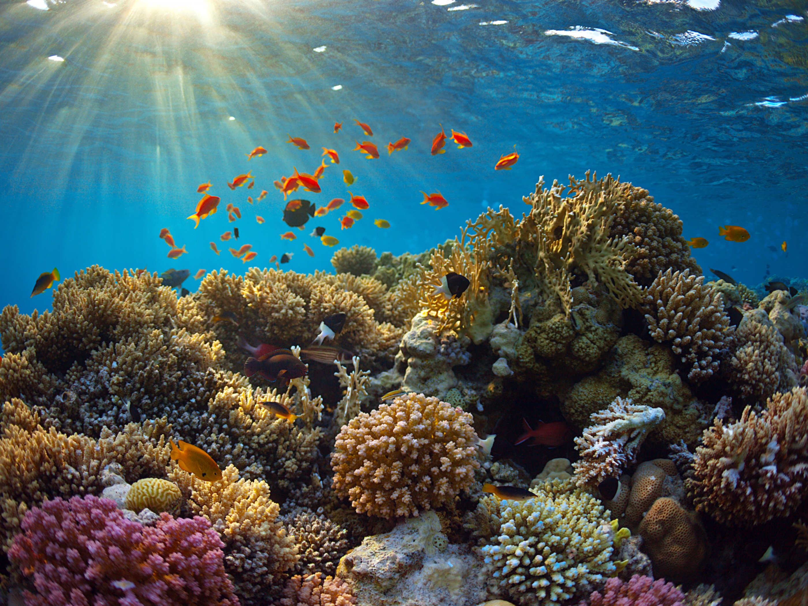 Underwater World Corals Fish Rays Of Light