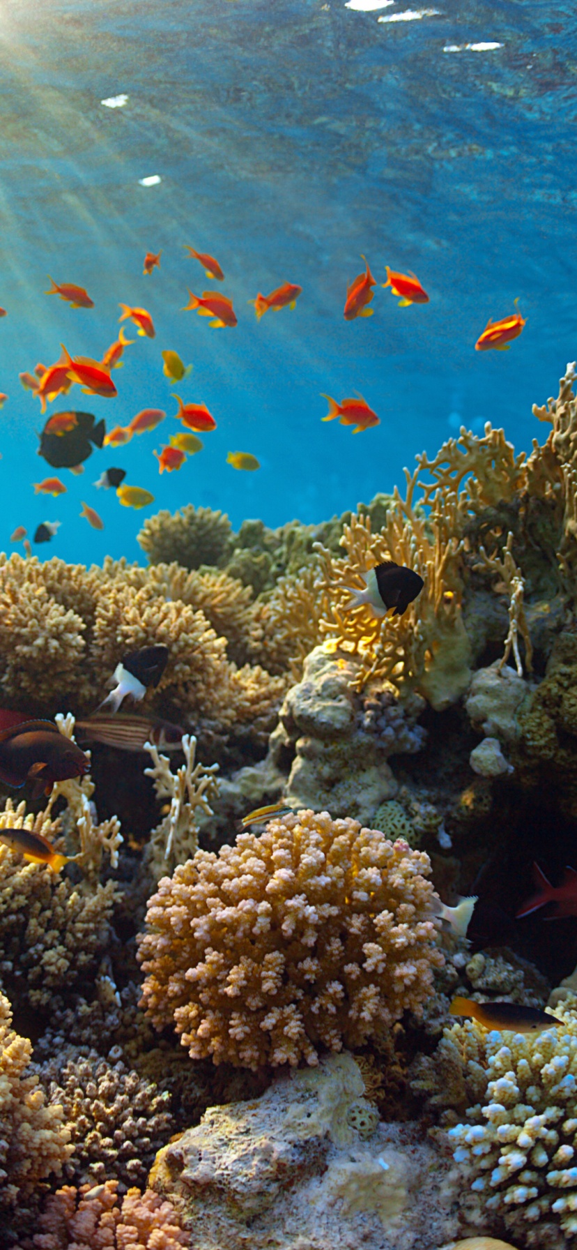 Underwater World Corals Fish Rays Of Light