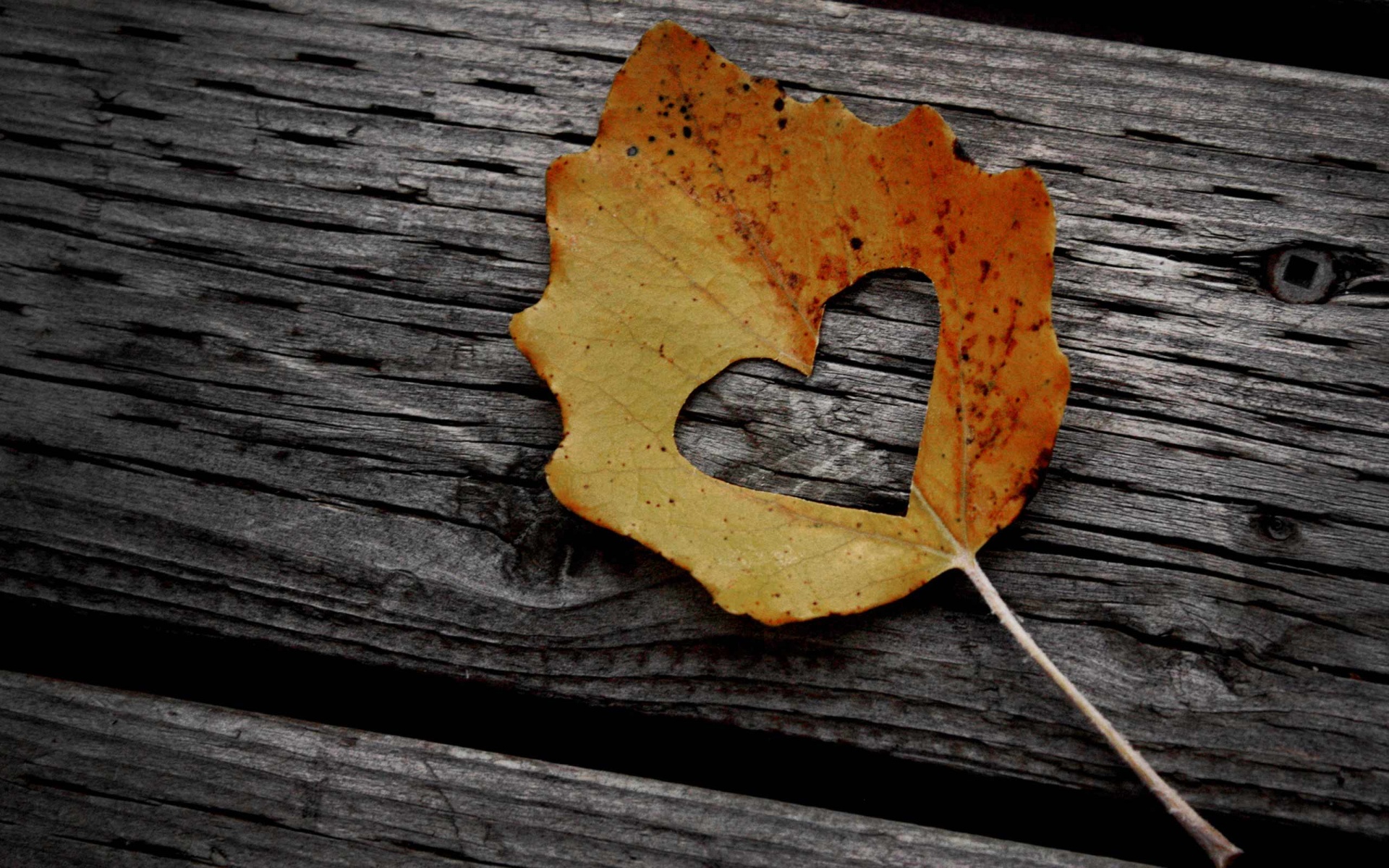 Valentines Day Leaf Heart