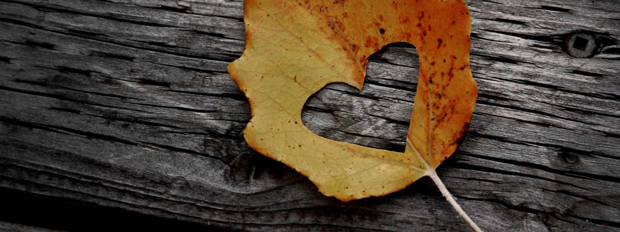 Valentines Day Leaf Heart