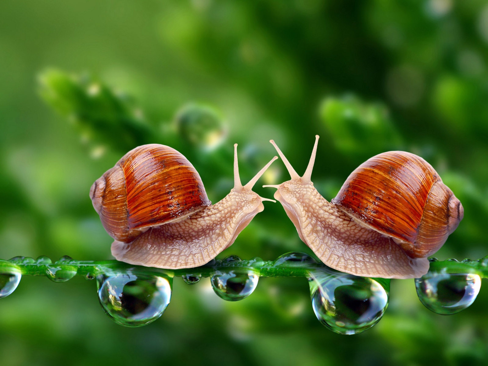 Valentines Day Snail Love