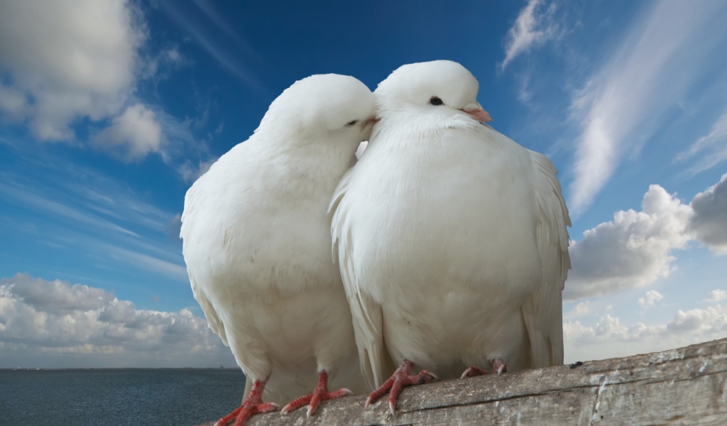 Valentines Day Two Pigeons Love