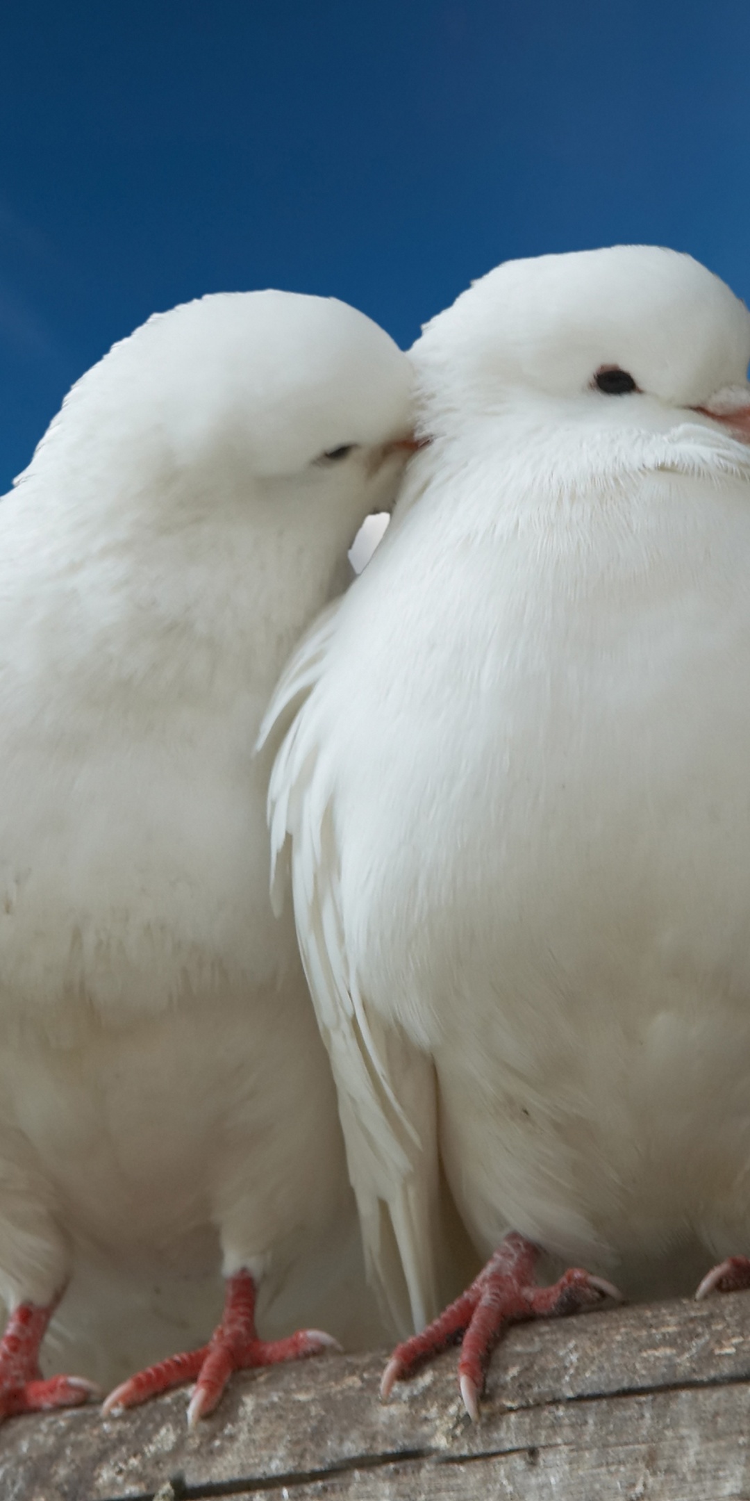 Valentines Day Two Pigeons Love