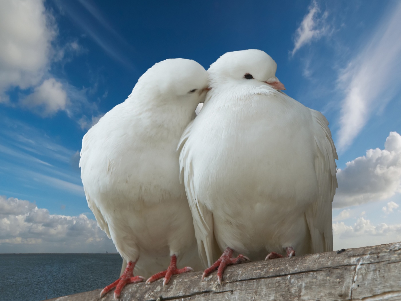 Valentines Day Two Pigeons Love