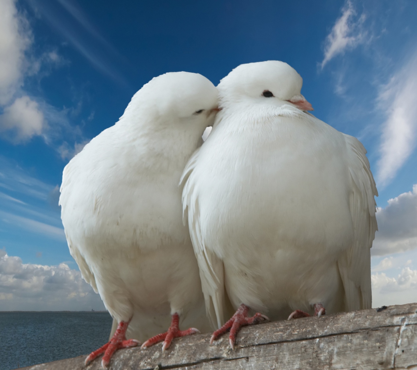 Valentines Day Two Pigeons Love