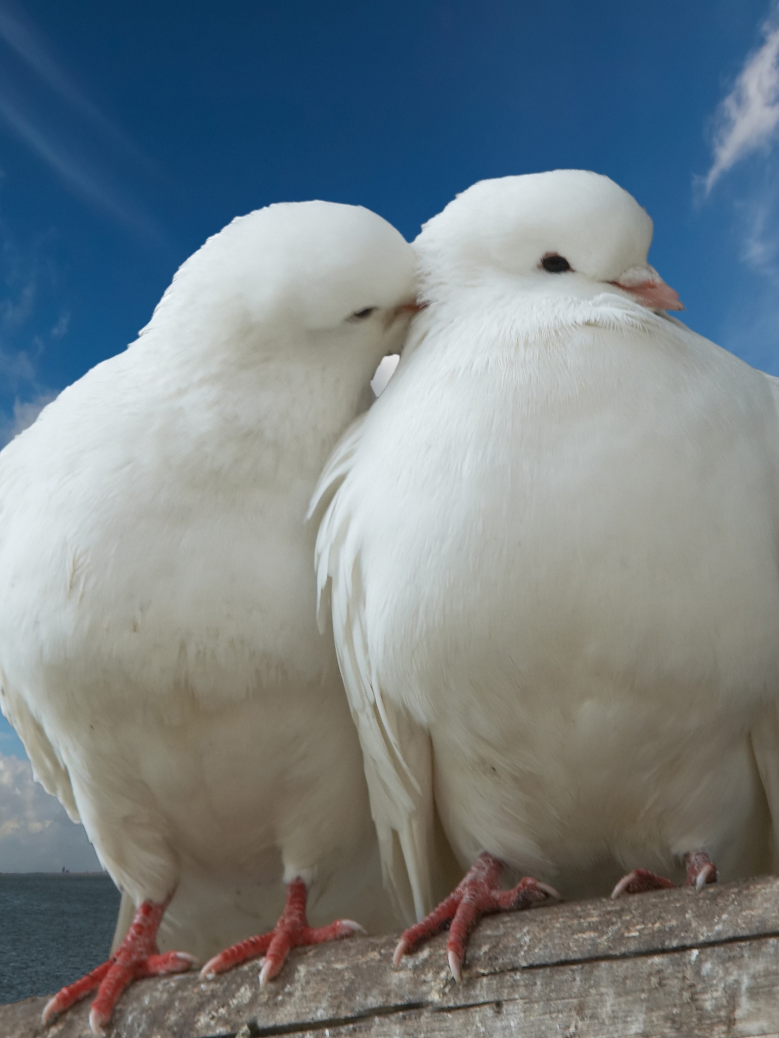 Valentines Day Two Pigeons Love