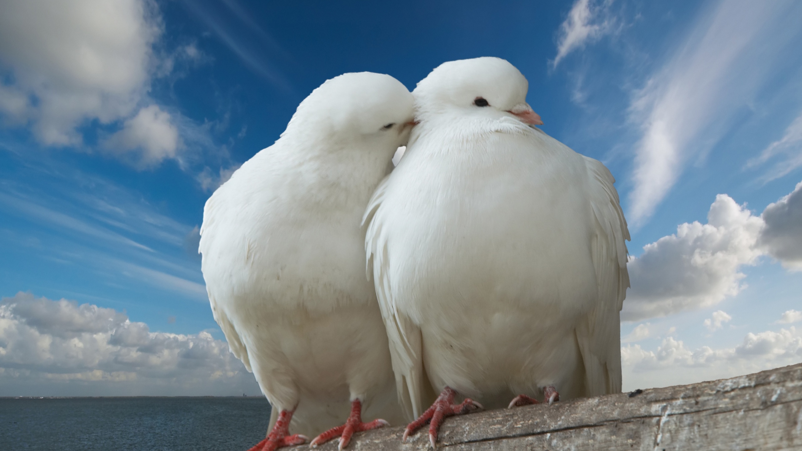 Valentines Day Two Pigeons Love