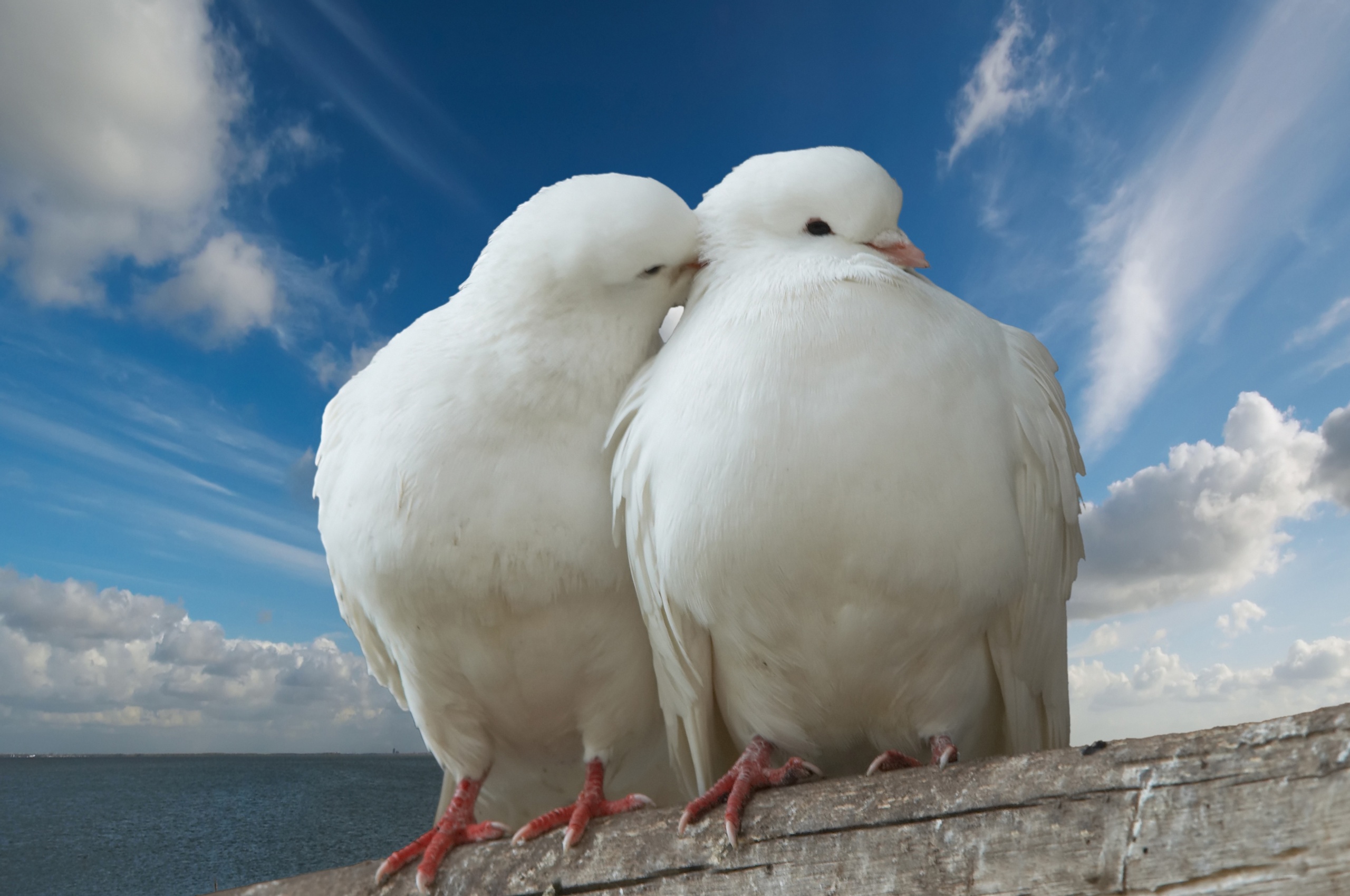 Valentines Day Two Pigeons Love