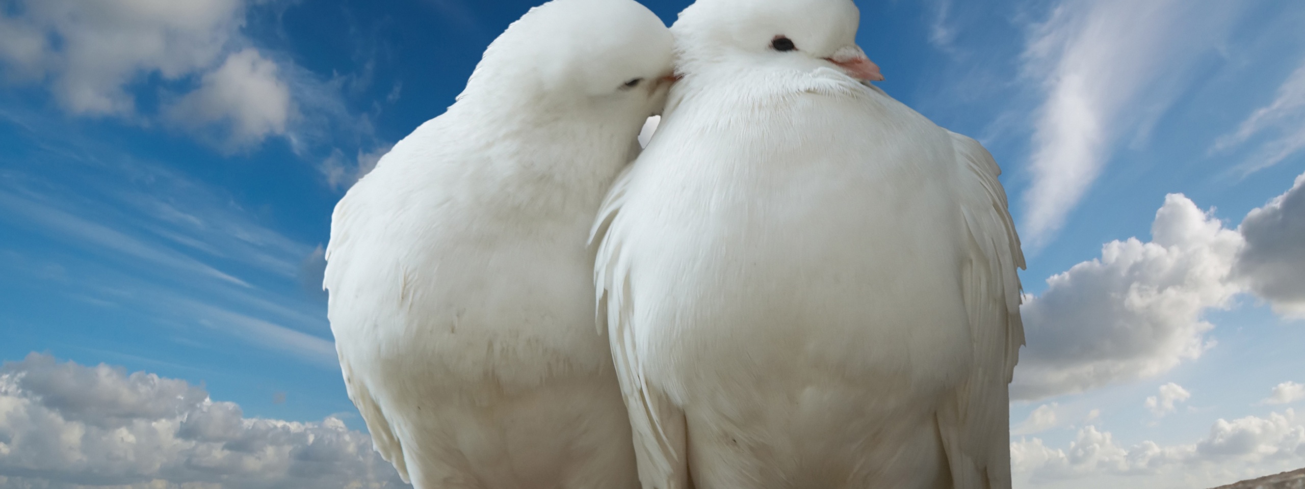 Valentines Day Two Pigeons Love