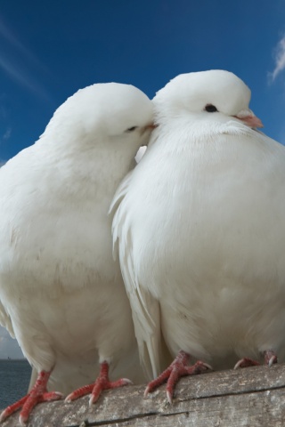 Valentines Day Two Pigeons Love