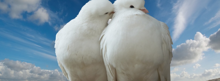 Valentines Day Two Pigeons Love