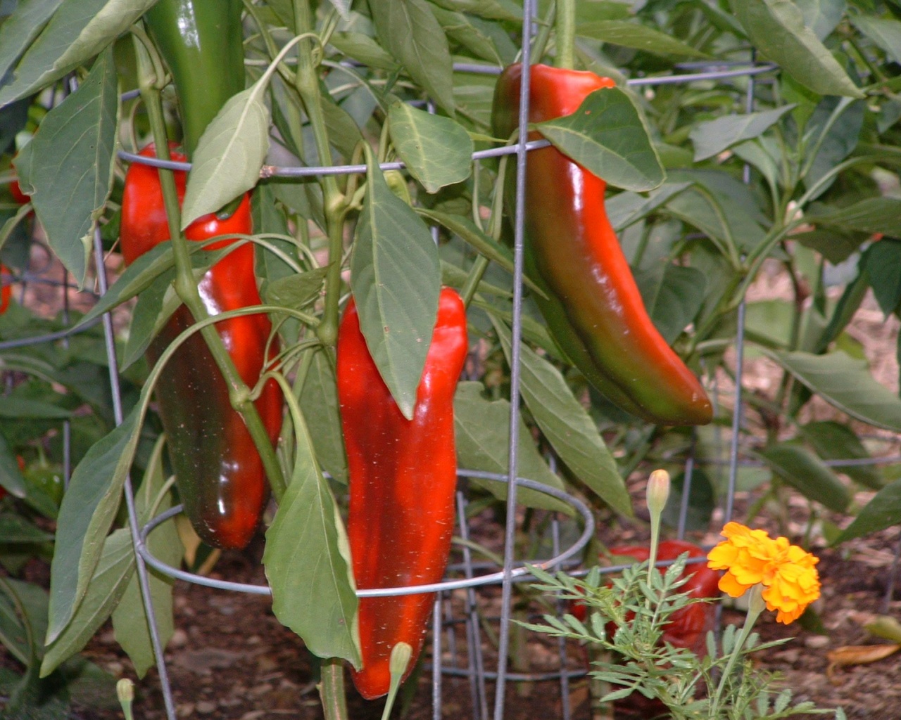 Vegetables Food Chili Peppers