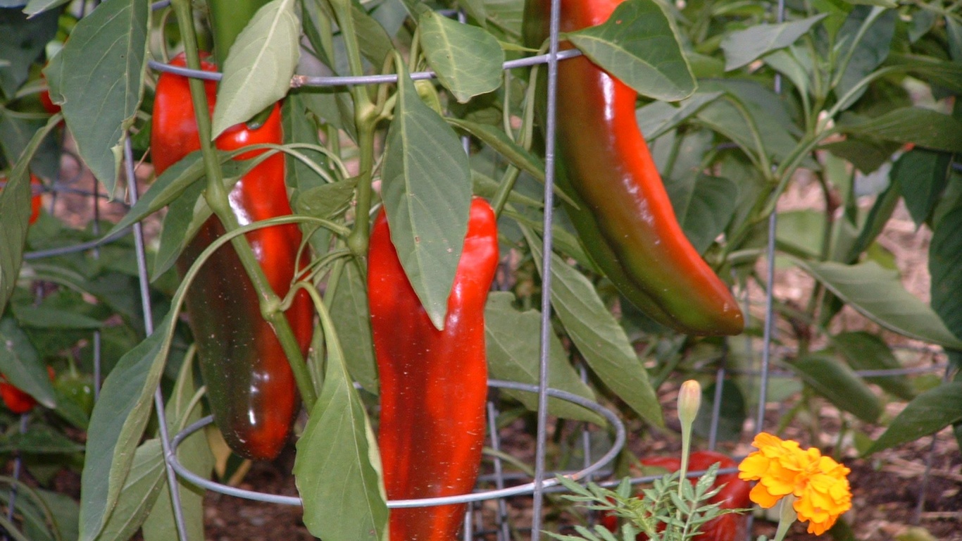 Vegetables Food Chili Peppers