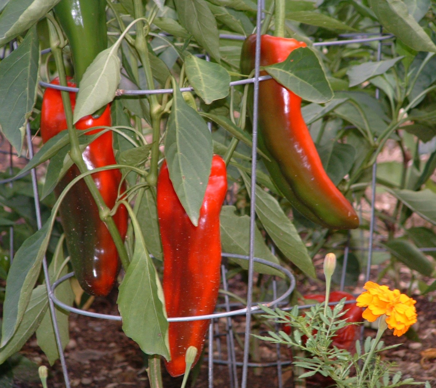 Vegetables Food Chili Peppers