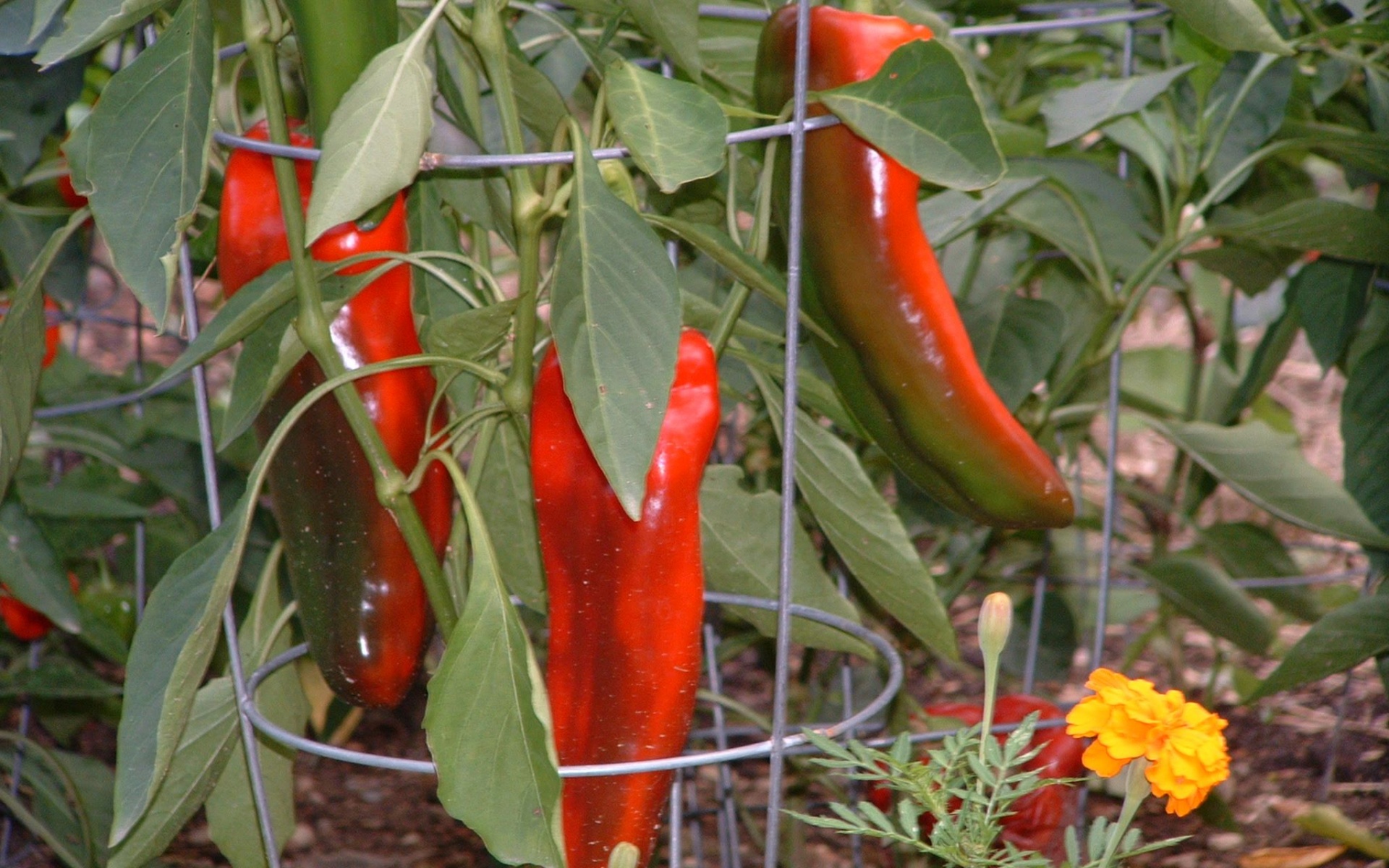 Vegetables Food Chili Peppers