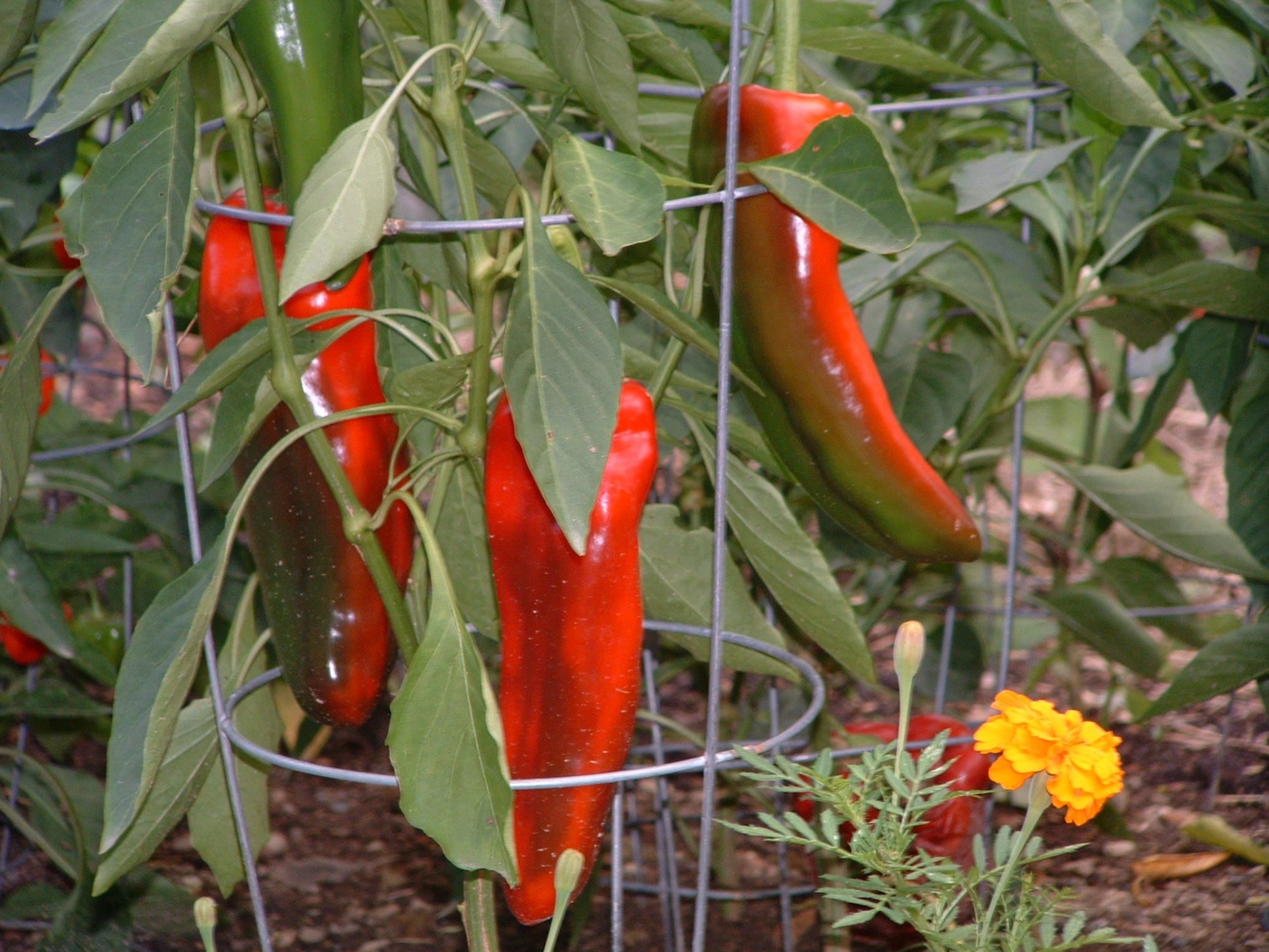 Vegetables Food Chili Peppers