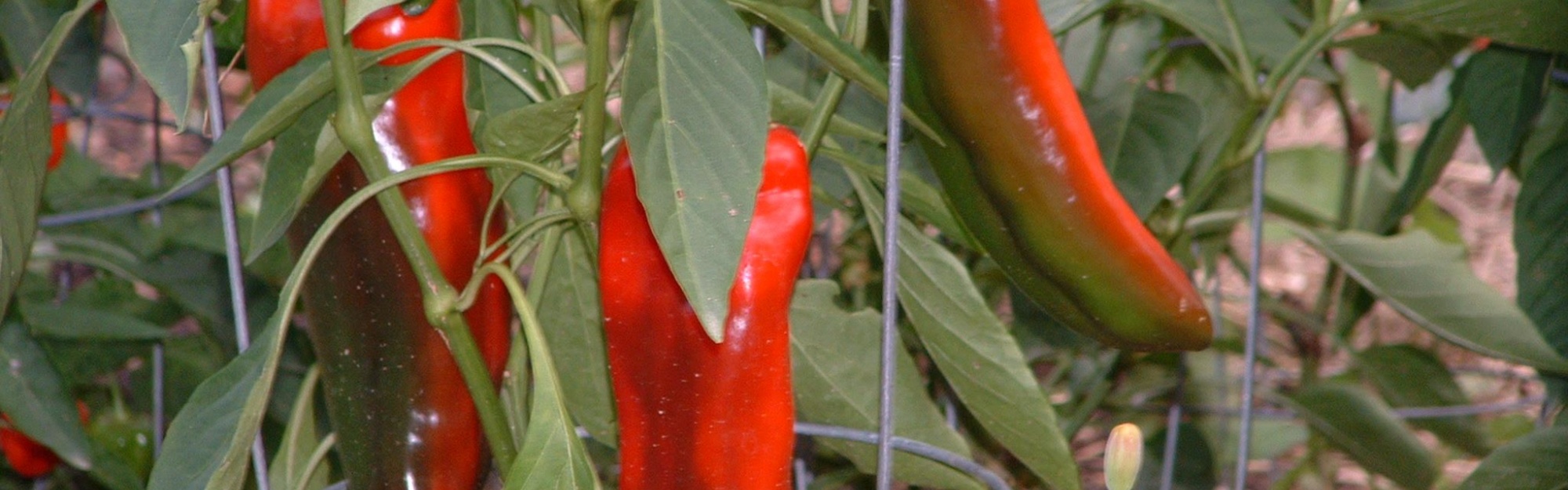 Vegetables Food Chili Peppers