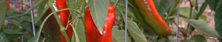 Vegetables Food Chili Peppers