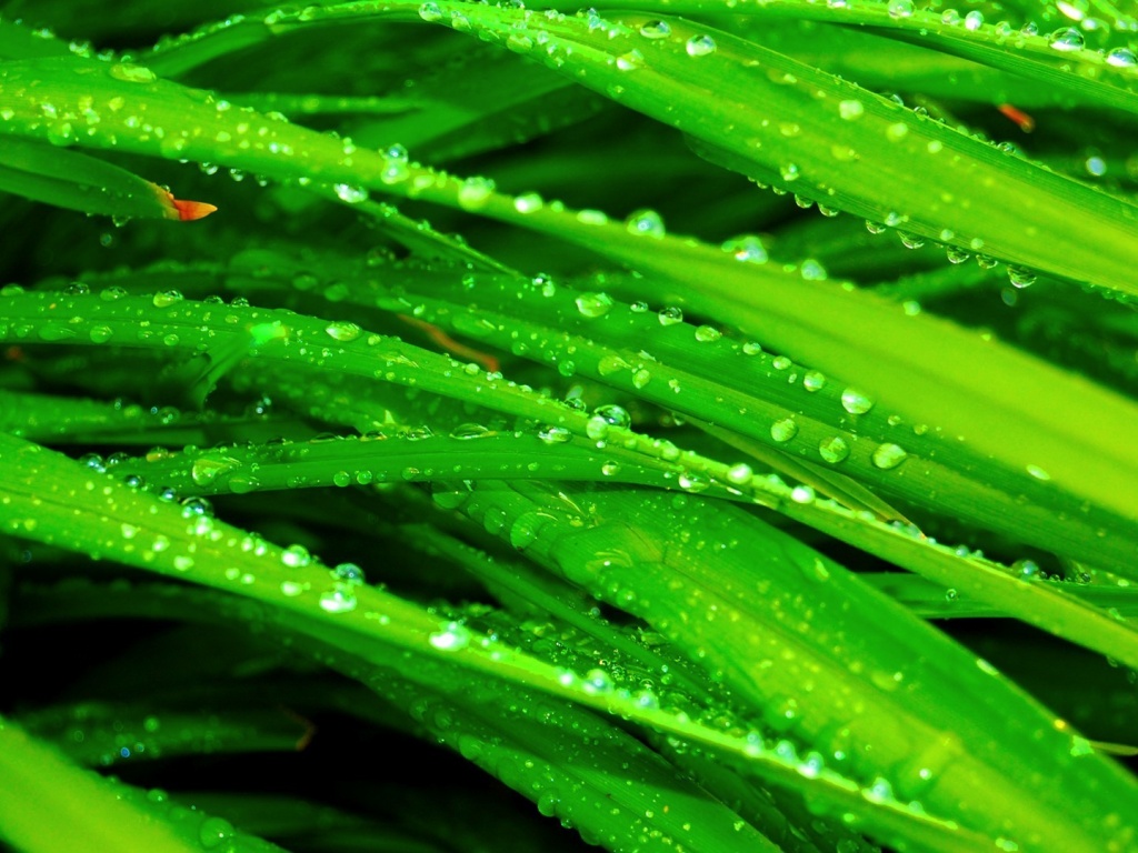 Water Drops Grass Nature