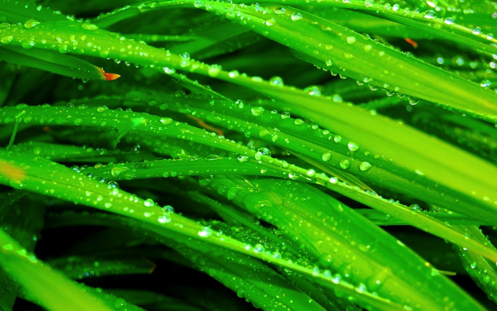 Water Drops Grass Nature