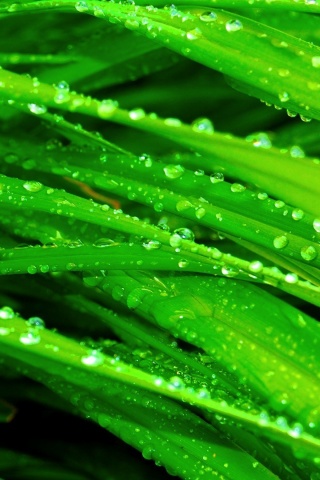 Water Drops Grass Nature