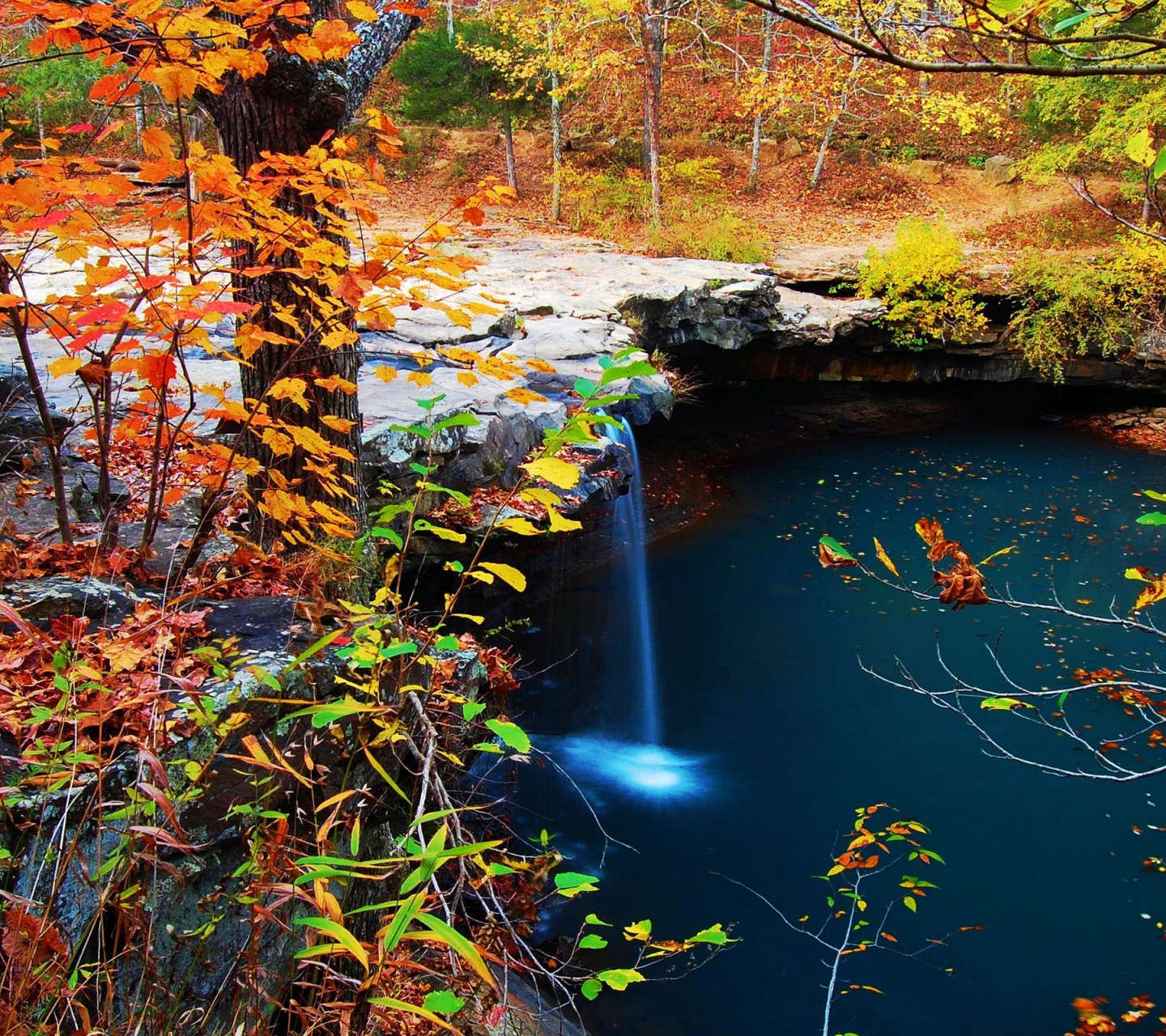 Waterfall Creek Autumn Leaves