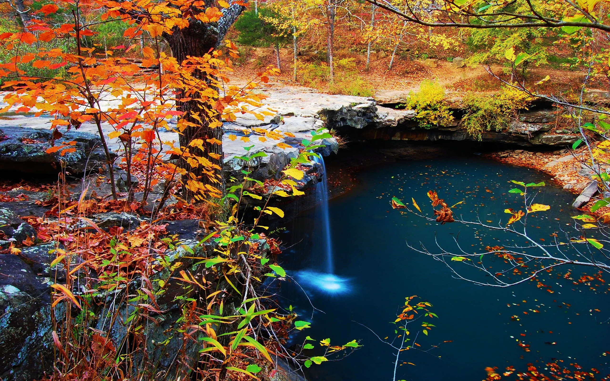 Waterfall Creek Autumn Leaves