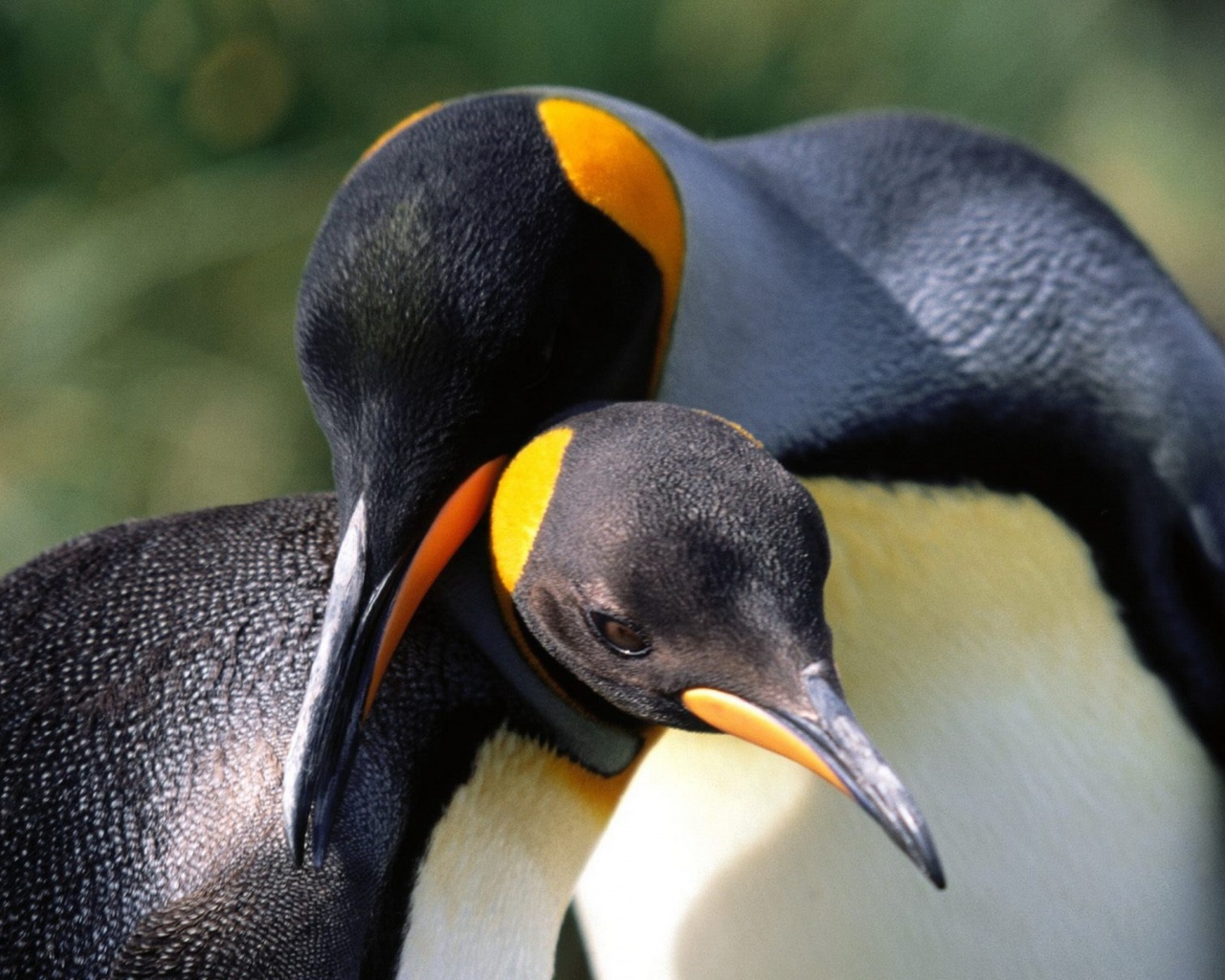 Whispering Sweet Nothings King Penguins