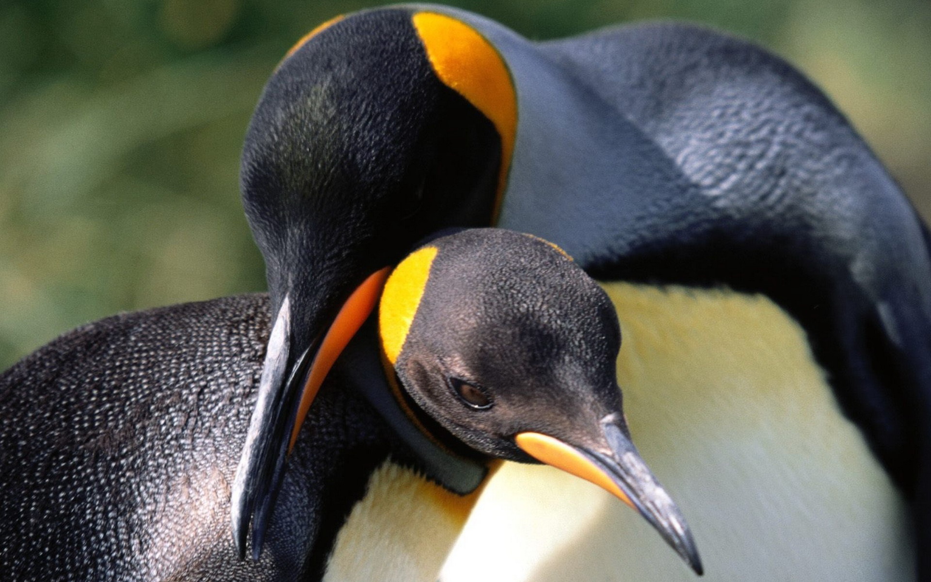 Whispering Sweet Nothings King Penguins