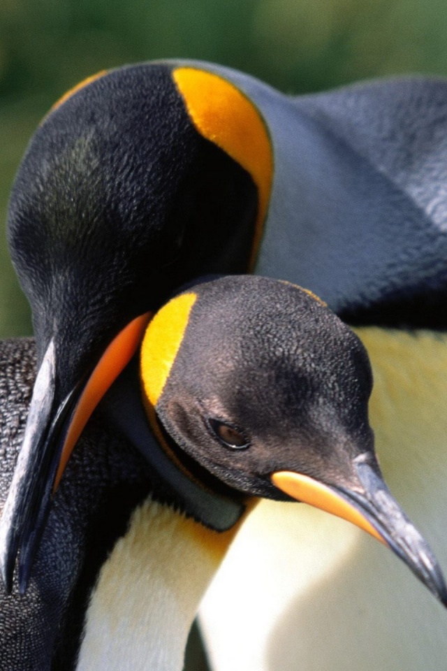 Whispering Sweet Nothings King Penguins