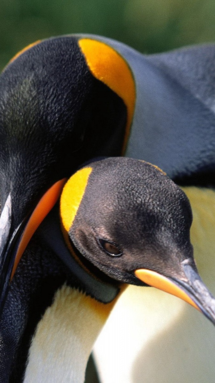 Whispering Sweet Nothings King Penguins